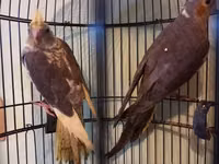 Məhsul: Nimfa (Cockatiel) cütü – qıf və aksesuarlarla birlikdə — foto 4