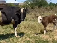 Krava, Russian Black pied cattle — foto 3