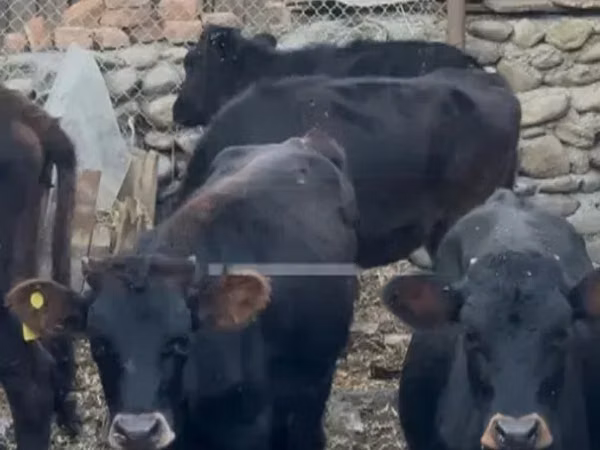 Vache, Bovins