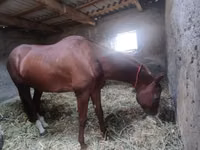 حصان, Akhal-Teke — الصورة 6