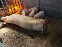 Sow, Pigs — photo 6