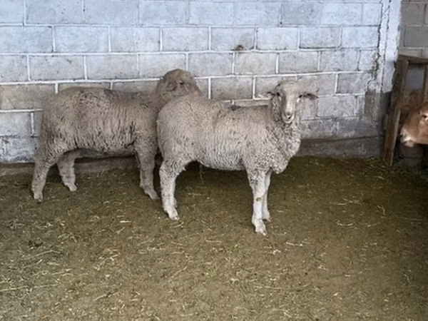 Beran, Merino sheep
