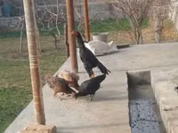 Chickens — Foto 2