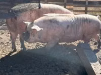 Sow, Pigs — photo 2