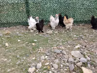 Brahma — Foto 6