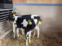 Rinder (Partie, Geschlecht nicht angegeben), Simmental cattle — Foto 6