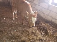 Bull, Simmental cattle — photo 2