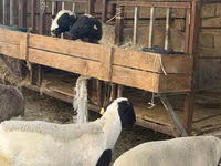 Bélier, Dorper sheep — photo 2