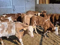 Бұқа, Simmental cattle — 5-сурет