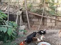 Ducks — foto 5