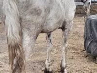 Cavalo, Vladimir heavy draft — foto 7