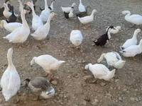 Ducks — الصورة 1