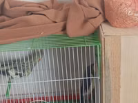 Məhsul: Nimfa (Cockatiel) tutuquşuları və qəfəs dəsti Təsvir: - 2 — Foto 1