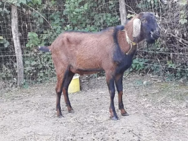 Kozel, Nubian Goat