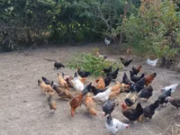 Chickens — الصورة 3