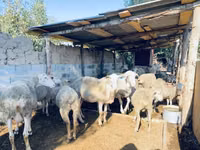 Қошқар, Merinoland sheep — 3-сурет