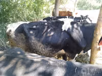 Býk, Simmental cattle — foto 5