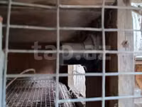 Toyuqlar üçün qəfəs satılır qiyməti 80 manat real alıcılar zəng etsin — foto 3