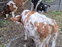 Cattle (batch, sex not specified), Cattle — photo 5