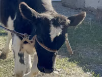 Vache, Race Holstein — photo 5