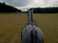 குதிரை, Lipizzaner — புகைப்படம் 2