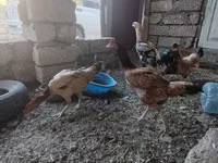Chickens — foto 2