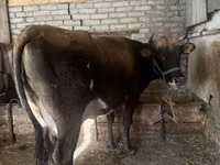 Kuh, Holstein-Rasse — Foto 2