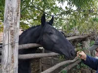 雌馬, Nonius horse — 写真 1