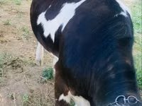 Krava, Simmental cattle — foto 2