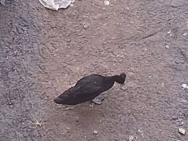 Guinea fowl