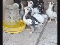 Chickens — புகைப்படம் 7