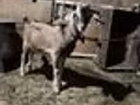 Kozel, Nubian Goat — foto 8