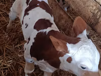 雄牛, Simmental cattle — 写真 2