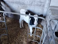 Bull, Holstein breed — photo 2