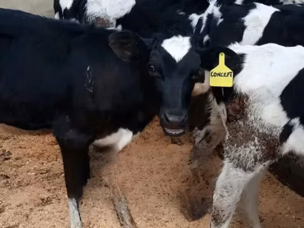 Сиыр, Голштин тұқымы