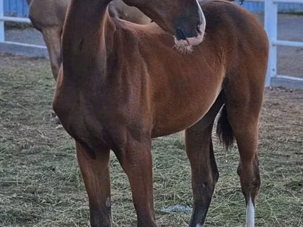 Caballo, Akhal-Teke