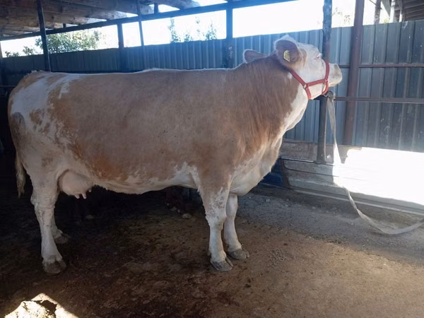 Sigir, Simmental cattle
