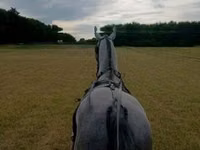 Айғыр, Lipizzaner — 2-сурет