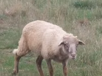 公羊, Sheep — 照片 4