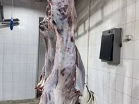 Молодняк, коровы1,2 кат. полутуши охл. — сүрөт 3