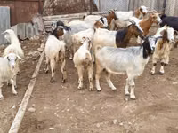 Chèvre, Damask goat — photo 1
