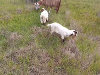 Koza, Saanen goat — zdjęcie 1