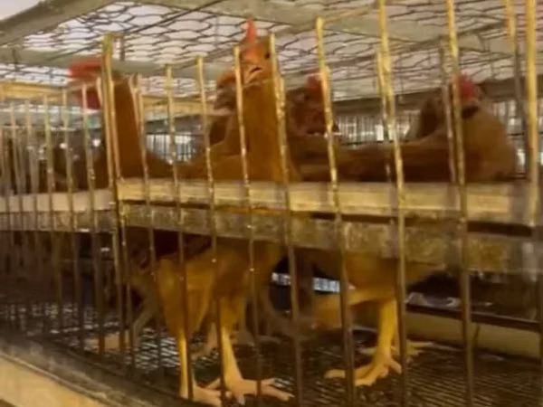 Chickens — Arménie