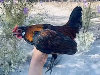 Chickens — 5-сурет