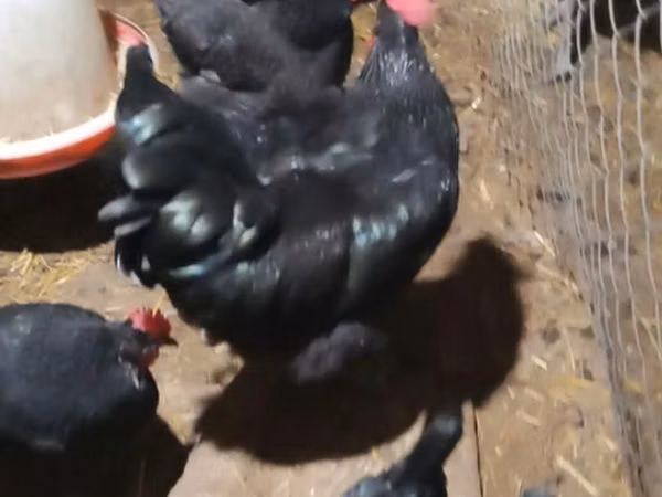 Australorp