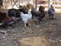 Brahma — Foto 2