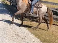 குதிரை, Rocky Mountain Horse — புகைப்படம் 4