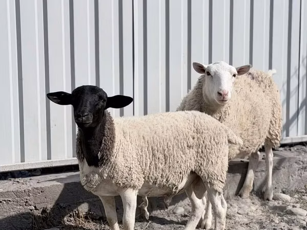 公羊, Dorper sheep