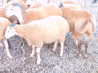 Schaf, Schafe — Foto 1