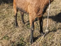 Bode, Alpine goat — foto 5
